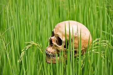 Human skull at rice paddy field in danger from chemical substance concept.