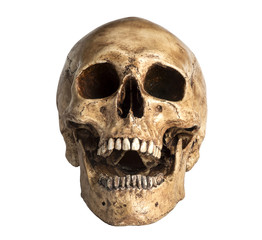 skull model in open the mouth pose isolated on white background - obrazy, fototapety, plakaty