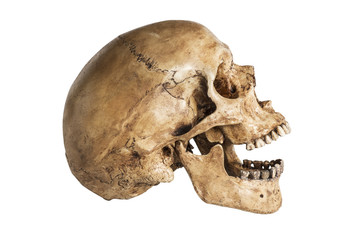 side of skull model in open the mouth pose isolated on white background