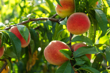 Peaches on the tree among the leaves
