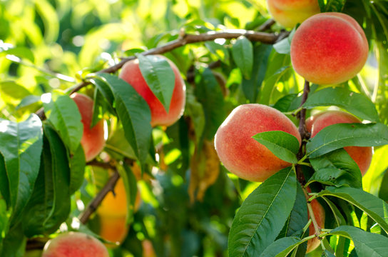 Peaches on the tree among the leaves
