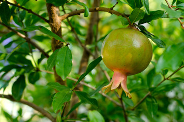 Garnet on the tree among the leaves