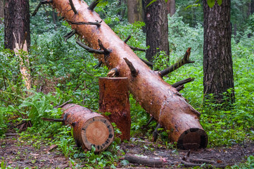 Fallen pine