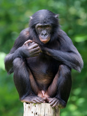 Bonobo