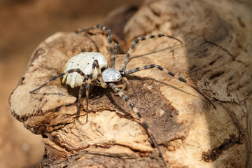 Closeup Spider-patisson (argiope lobata) sits on snag