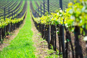 Fototapeten Summer vineyard landscape, selective focus © alexugalek