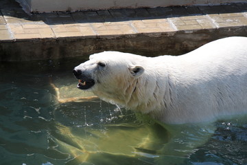 Obraz premium polar bear