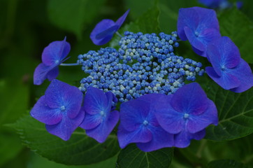 青色のアジサイ