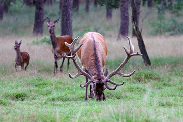 Red deer