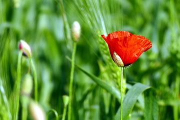 Red poppy with green background, close up view