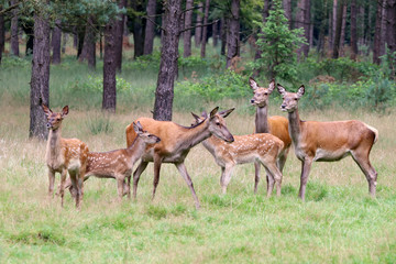 Red deer