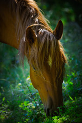 Cheval © Marc Andreu