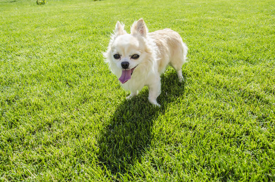 Chihuahua on the lawn