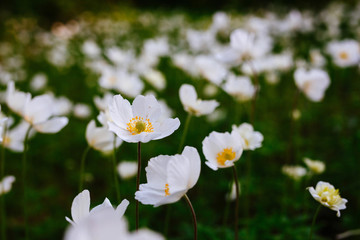A field of white flowers