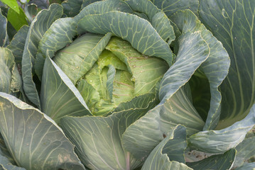 Fototapeta premium Cabbage growing in the garden. Ukraine.