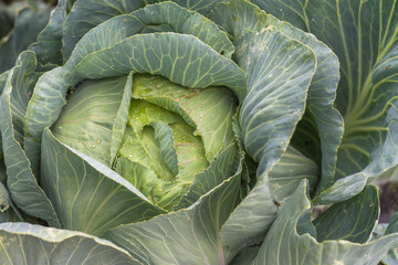 Fototapeta premium Cabbage growing in the garden. Ukraine.