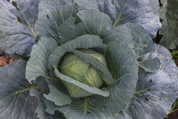 Fototapeta na wymiar Cabbage growing in the garden. Ukraine.