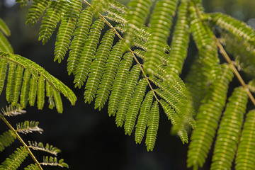 green leaves of Acacia on black background