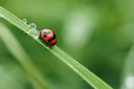 Morning dew on a spring green  grass and little ladybug