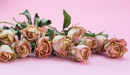 Dried pink roses on pink background