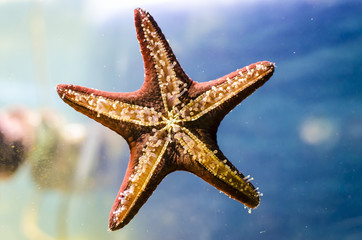 Starfish (sea star) on a water background © Dr_Microbe