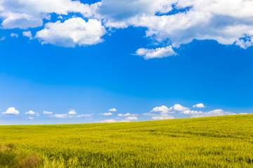 Obraz premium Wheat field and countryside scenery in Tuscany, Italy