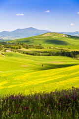 Wheat field and countryside scenery in Tuscany, Landscape of beautiful Italian nature, Italy field country