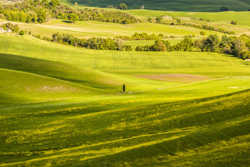 Fototapeta na wymiar Wheat field and countryside scenery in Tuscany, Landscape of beautiful Italian nature, Italy field country