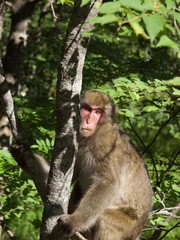 Japanese monkey/Kamikochi,Nagano