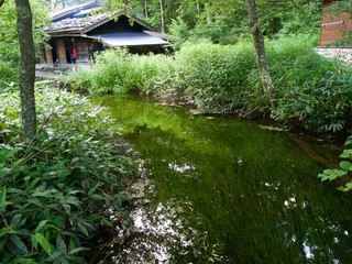 Naklejka premium water buttercup of Kamonjigoya/Kamikochi,Nagano