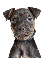 Closeup Portrait Black Pit Bull Mix Puppy