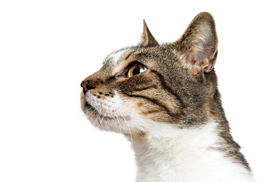 Cat Profile Images – Browse 31,886 Stock Photos, Vectors, and Video | Adobe  Stock