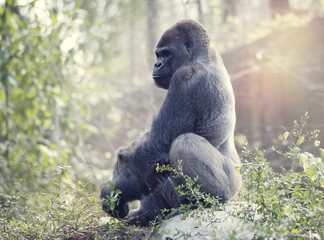Silverback Gorilla © SunnyS