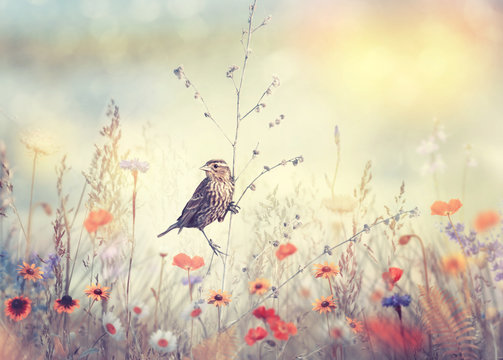 Fototapeta Pole z dzikimi kwiatami i ptakiem