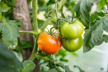 Tomatoes ripe at the organic greenhouse household. Authentic farm series.