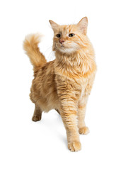 Orange Tabby Cat Walking Forward Looking Side