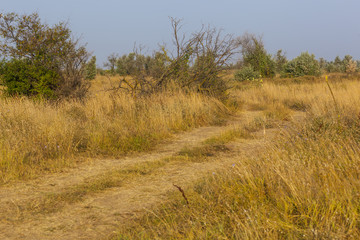 Fototapeta premium dried yellow grass and green trees