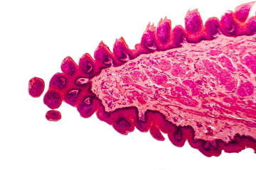 Transverse section of a dog's toungue showing muscle layer inside tongue and papillae, which...