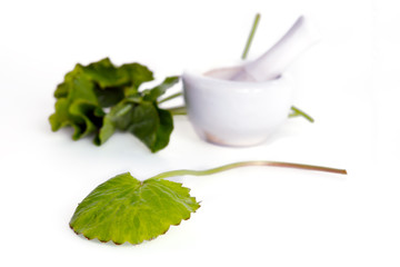 Centella asiatica or Thankuni in Indian, Buabok leaf in Thailand