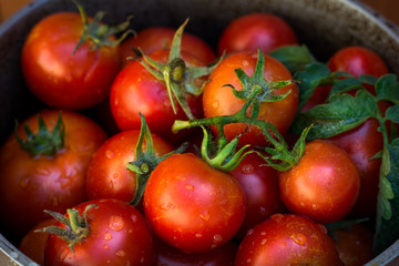 Red ripe tomatoes in metal bowl on old red wooden table in garden on sunny day