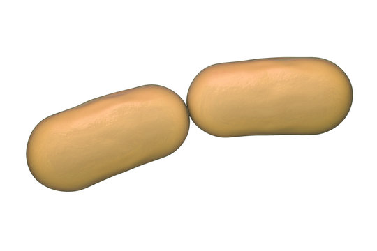 Bacterial infection. Rod-shaped bacteria isolated on white background, 3D illustration