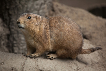 Black-tailed prairie dog (Cynomys ludovicianus).
