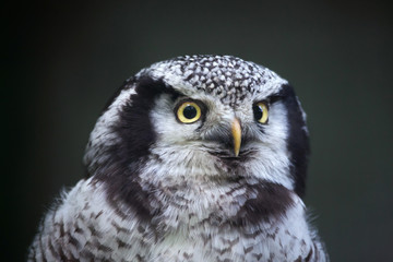 Northern hawk-owl (Surnia ulula).