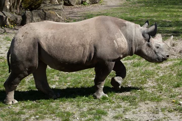 Papier peint photo autocollant rond Rhinocéros Black rhinoceros (Diceros bicornis).