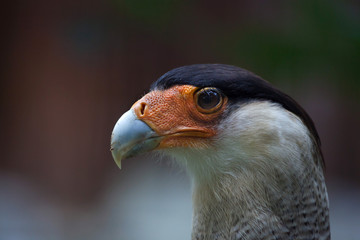 Northern crested caracara (Caracara cheriway).