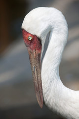 Siberian crane (Grus leucogeranus)