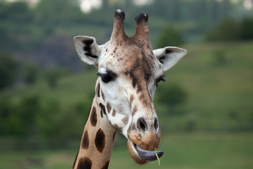 Rothschild's giraffe (Giraffa camelopardalis rothschildi).