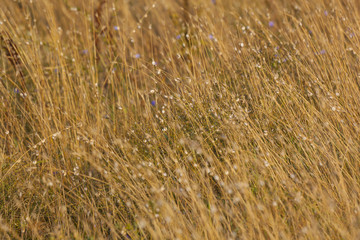 background of yellow field dried herbs