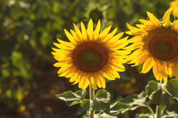 Obraz premium sunflower