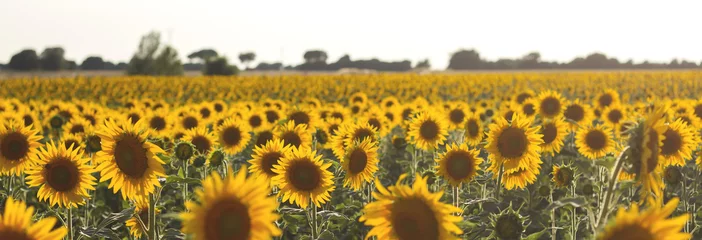 Foto op Plexiglas Zonnebloem zonnebloemen veld